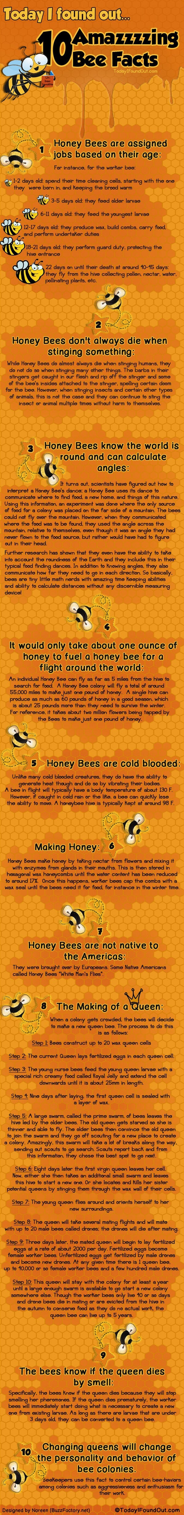 10 Amazing Bee Facts