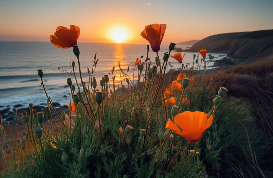 beautiful california poppy wildflowers