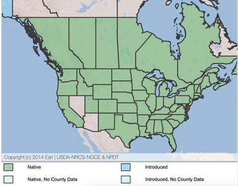 Black-Eyed Susans - Native States Map