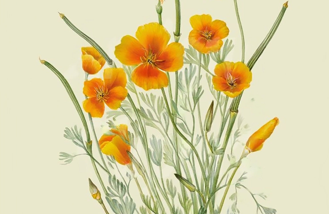 botanical drawing of california poppy wildflower, stem, seeds