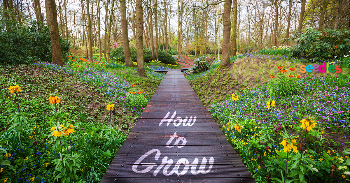 How To Grow A Wildflower Meadow
