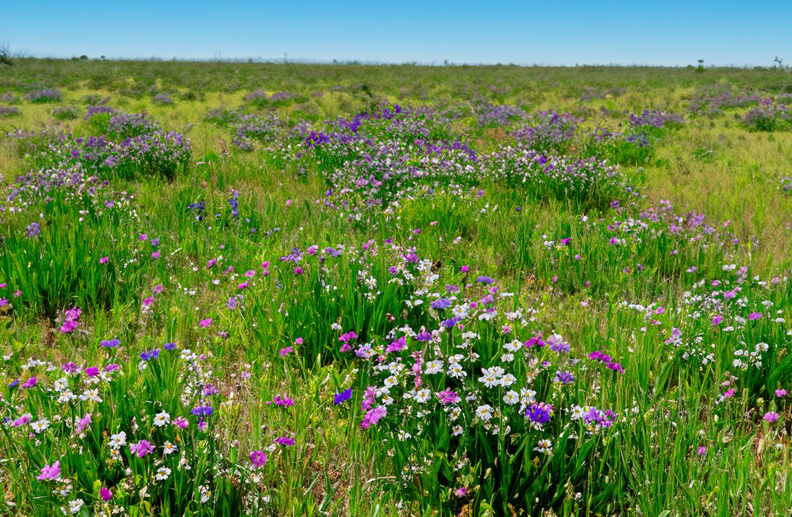 Native wildflower meadow along texas roadside