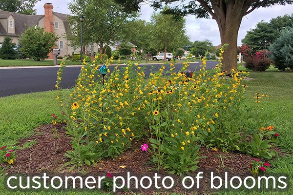 Growing wildflowers in backyard