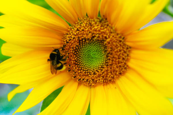 A bee says hello to a bright yellow sunflower