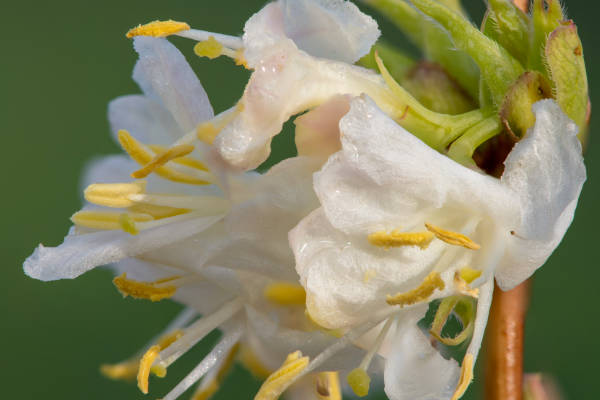 Winter honeysuckle Lonicera Fragrantissima December Flower