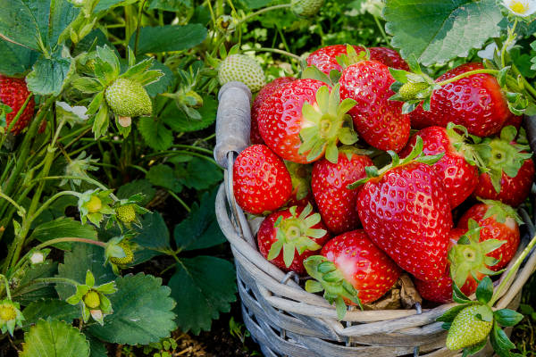 Fresh strawberries, ready for harvest