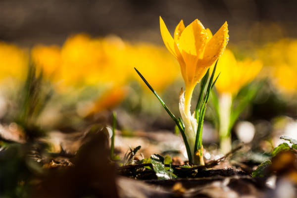 march daffodils