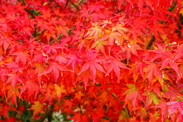 Acer Palmatum, colourful and vibrant 