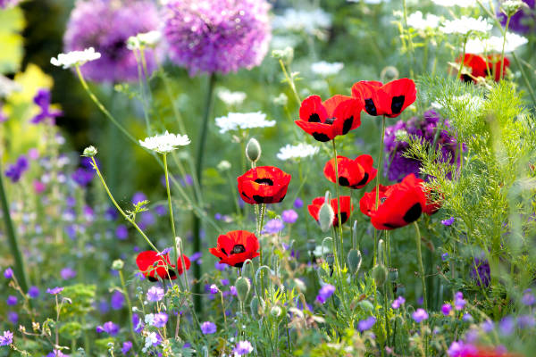 Wild flower garden with poppies with morning sunlight