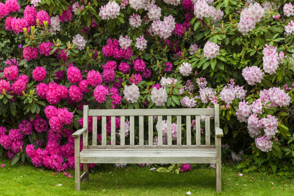 Rhododendron garden with wooden bench.