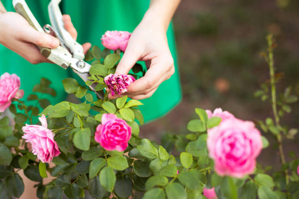 Gardener Deadheading Pink Roses