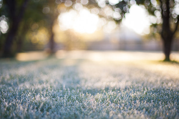 Frosty Lawn In January