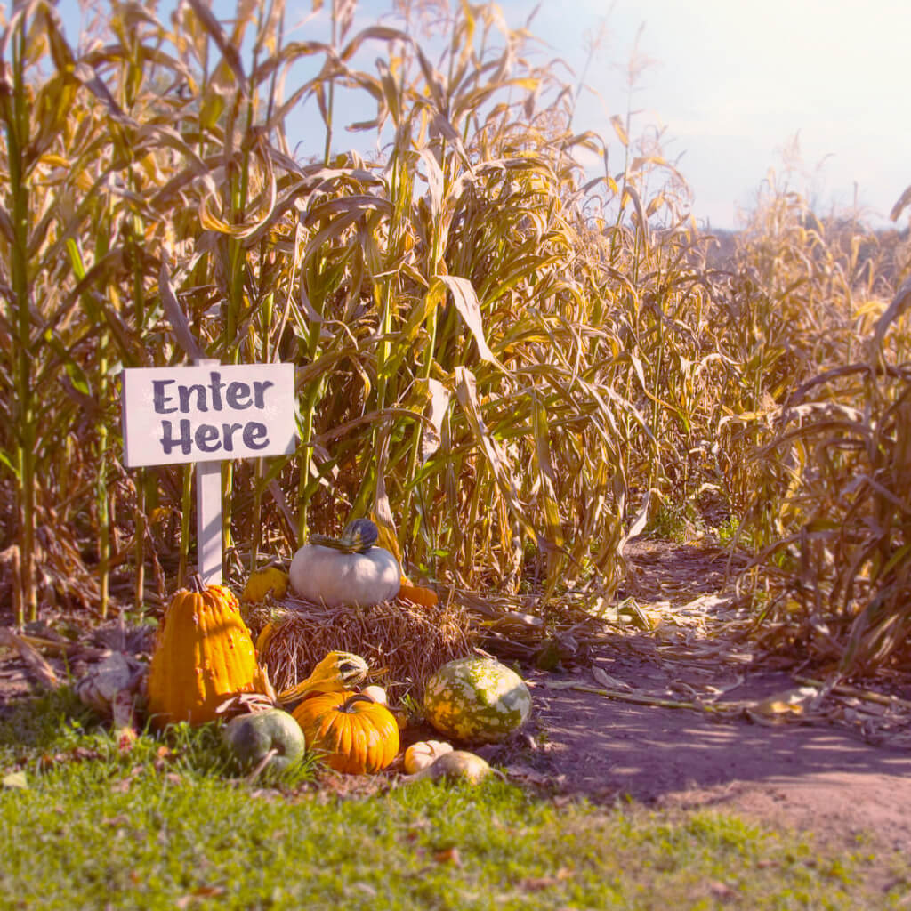 Corn Maze Fall Date Ideas