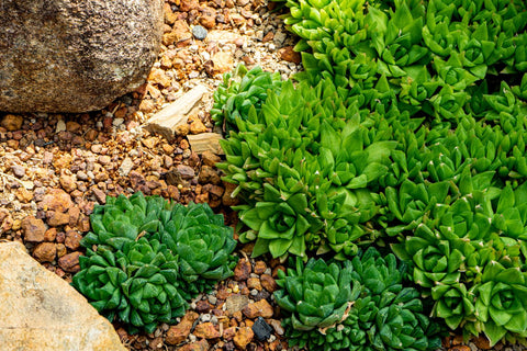 Low maintenance rock beds with succulents look elegant as well