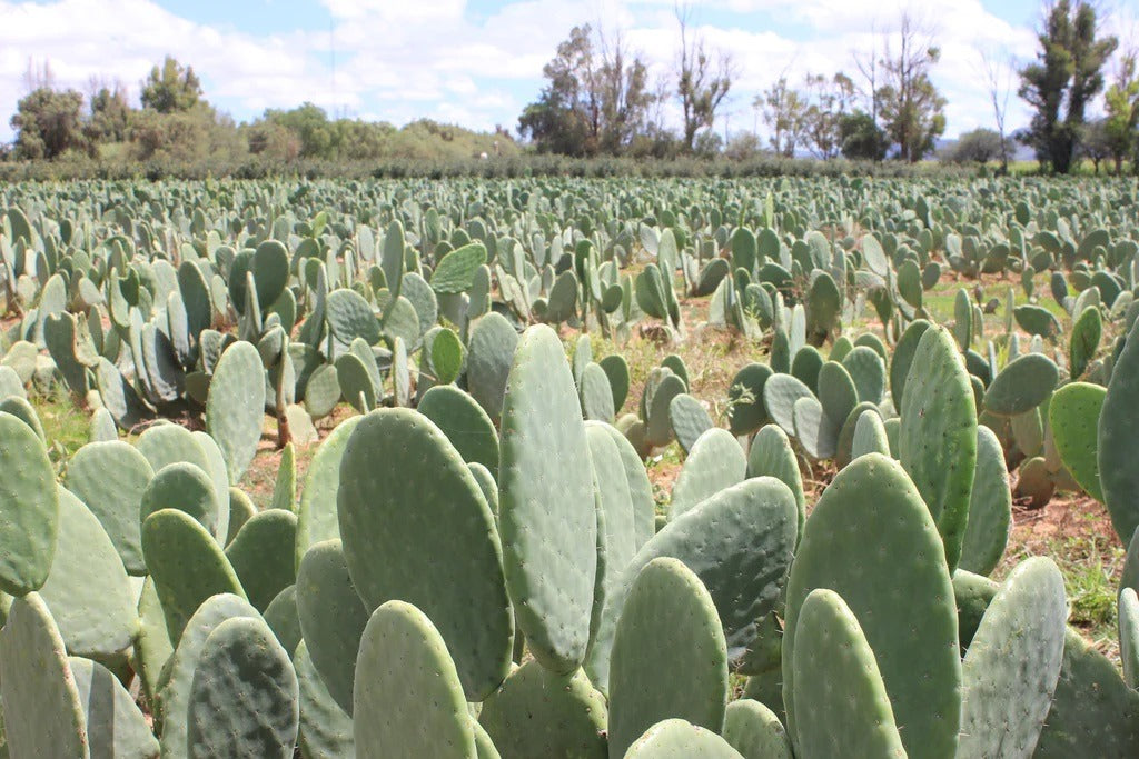 campo de cactus listo para la cosecha