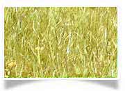 gersteb Gras Barleygrass