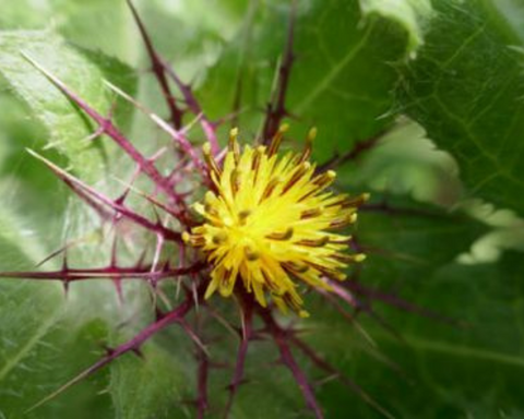 Blessed Thistle