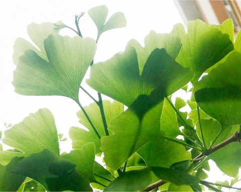 Gingko Biloba