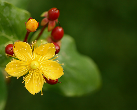 St. John’s Wort