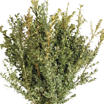 Pine Boughs Fresh Cut Tips 25pc 612 Evergreen Floral Crafts Wedding  Greenery Fragrant Decorative Branches Holiday Decor Free Shipping 