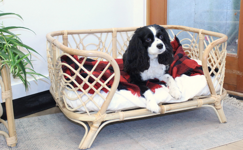 Pet Papasan Chair