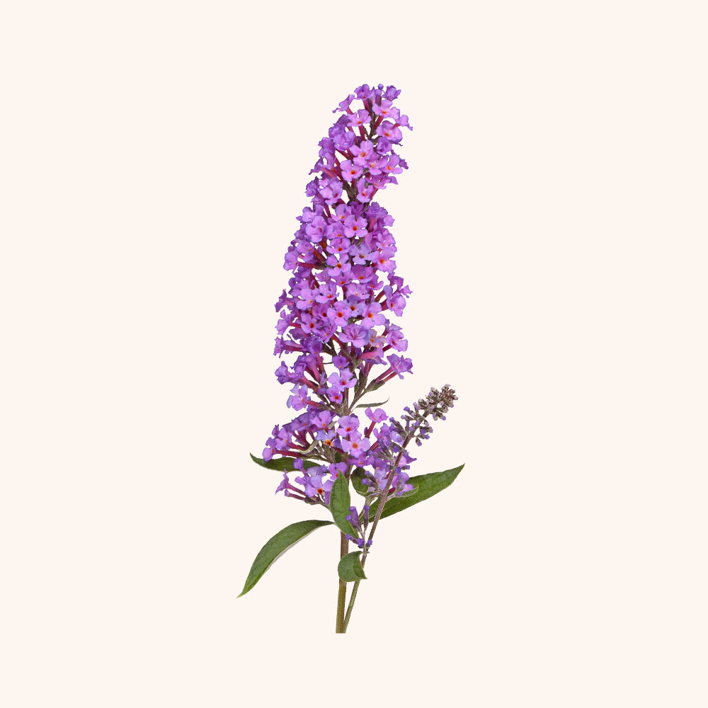 Buddleja-Davidii-Extract.jpg__PID:a6b55399-e96f-4ac4-9240-e037cbc4b9b6