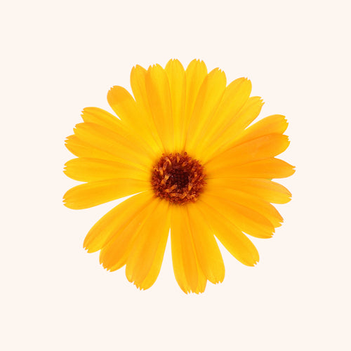 Calendula.jpg__PID:b55399e9-6f1a-44d2-80e0-37cbc4b9b685