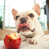 dog begging for apple