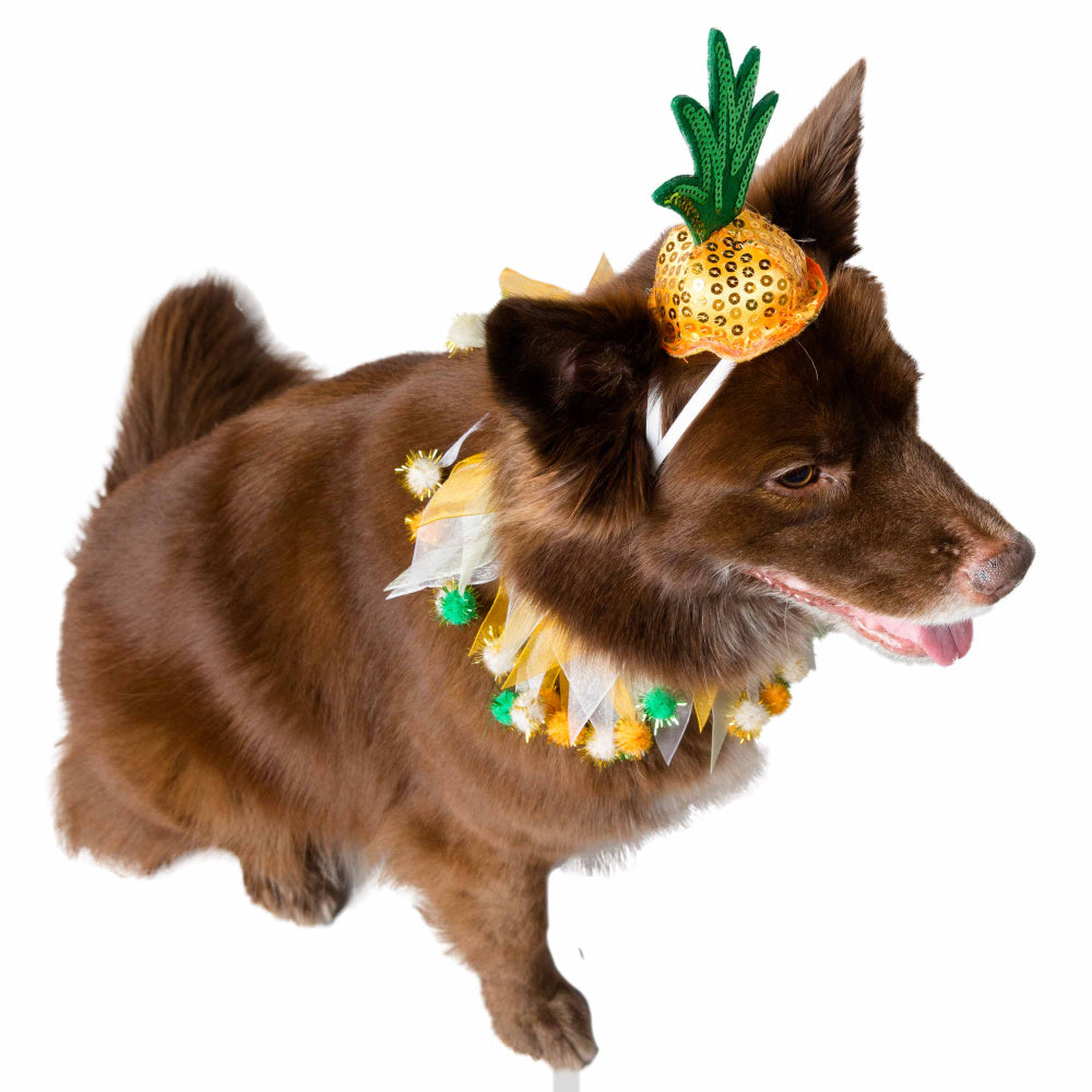 Pet Krewe Pineapple Hat Collar Set For Cats Dogs In Atlanta Ga