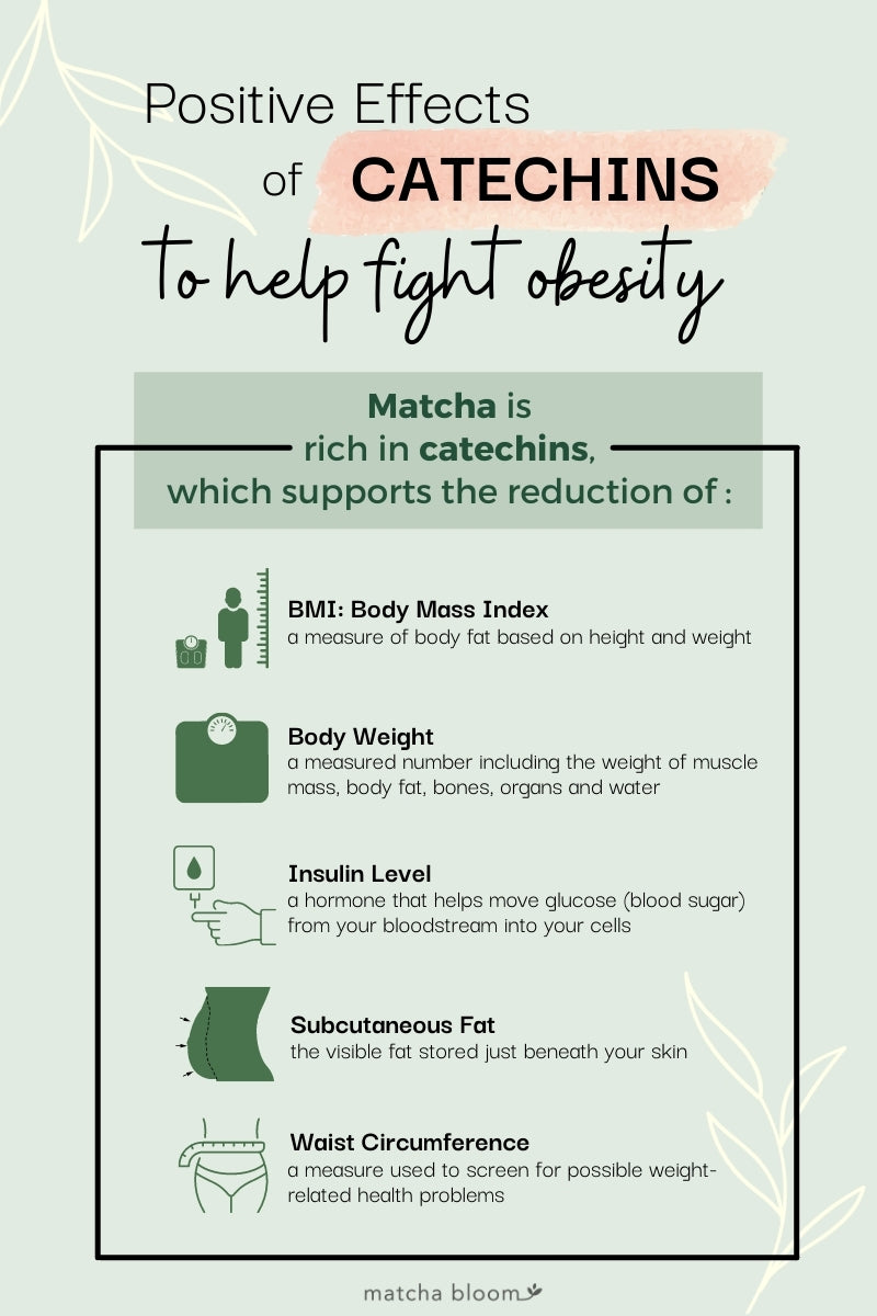 Matcha fights obesity