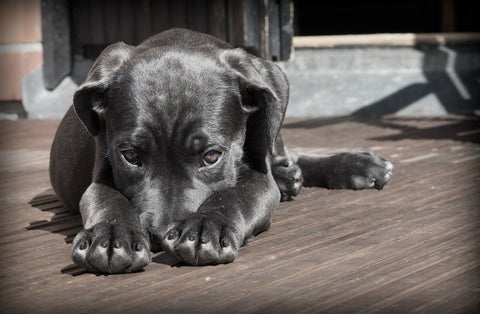 perros con problema digestivo