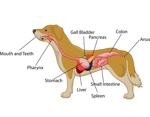 perros con problemas digestivos