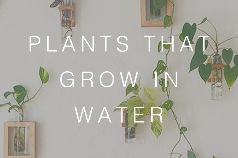 A Guide to Growing Plants in Water - ModernBotanical