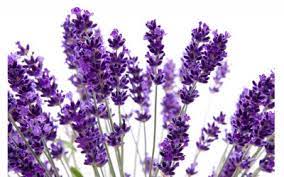 Lavendel