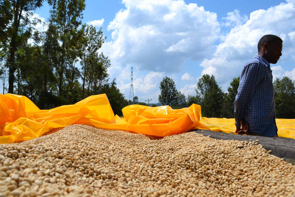 Kaffee trocknet während der Aufbereitung