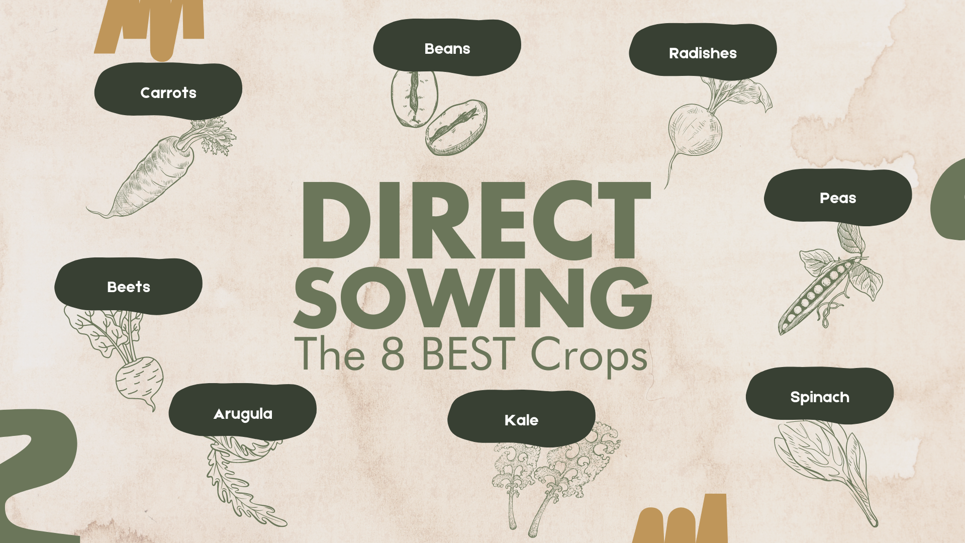 8 best crops to direct sow 
