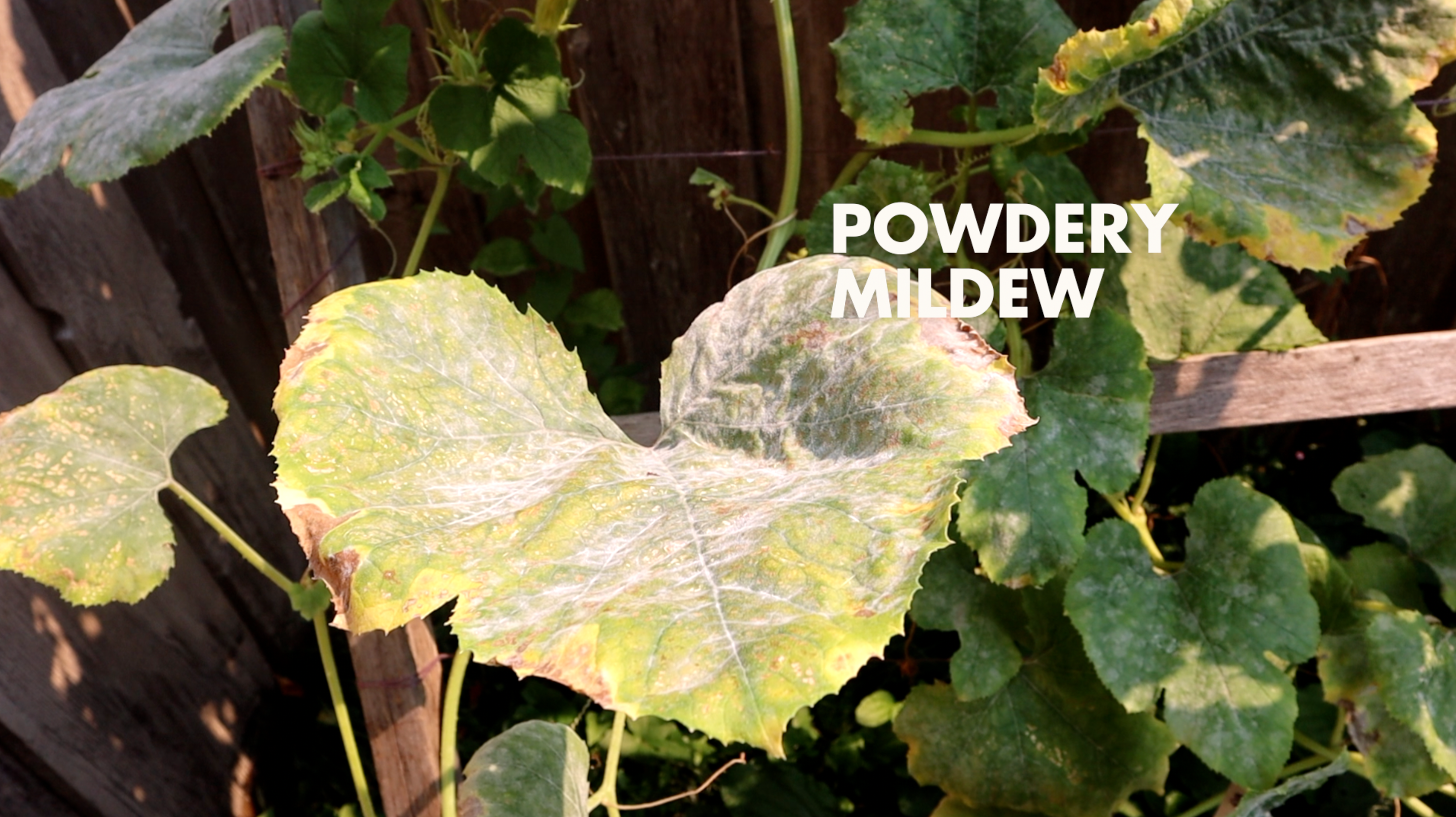Powdery Mildew in the garden due to poor spacing and air flow