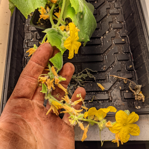 Image of a stressed cucumber plant that had been started too early