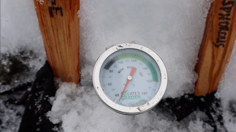 Picture of thermometer in snow for temperature of garlic plants