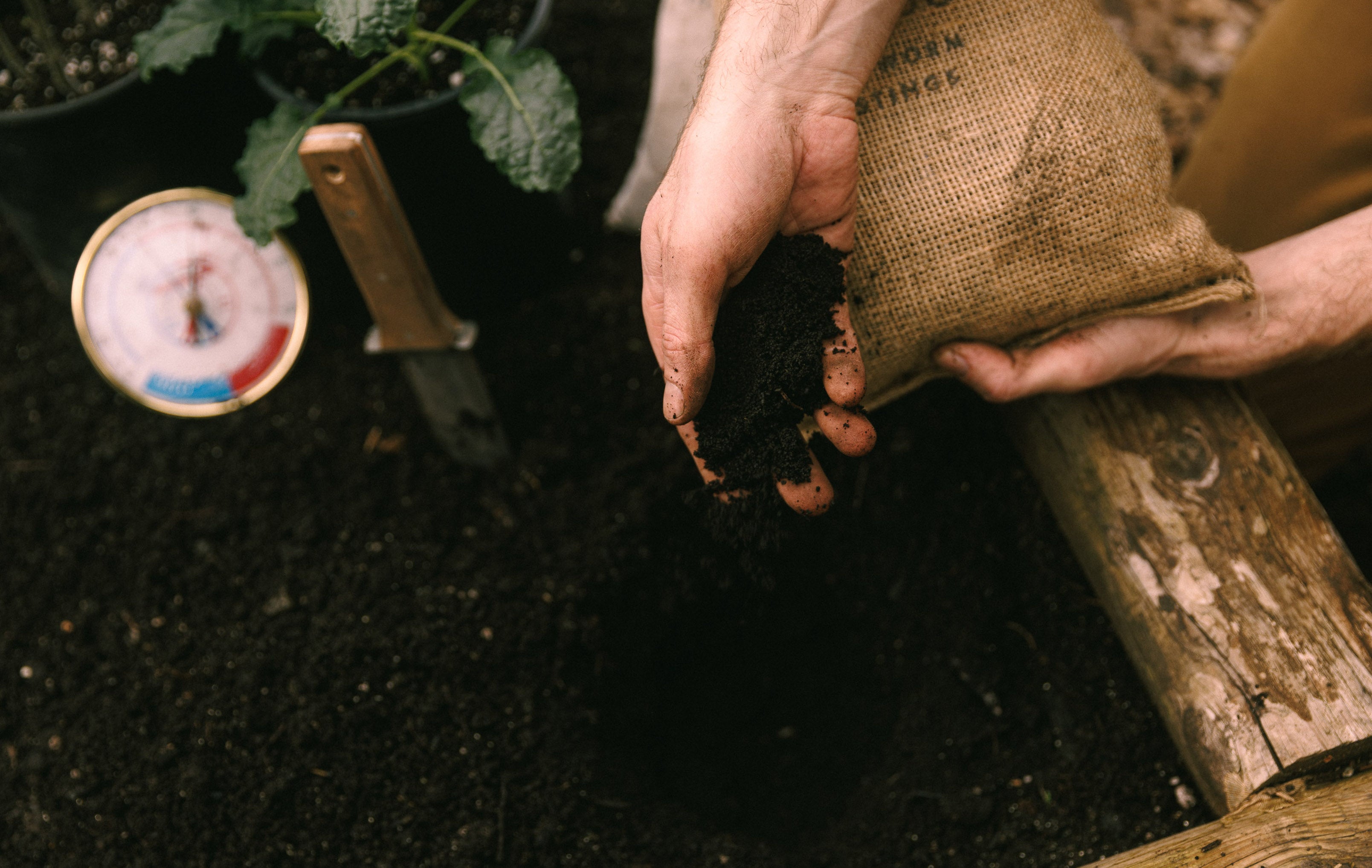 Applying worm castings while transplanting a seedling