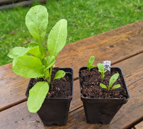 Plant growth comparison with worm castings and without worm castings