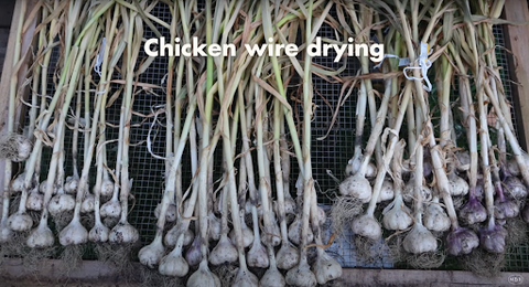 Drying garlic on chicken wire
