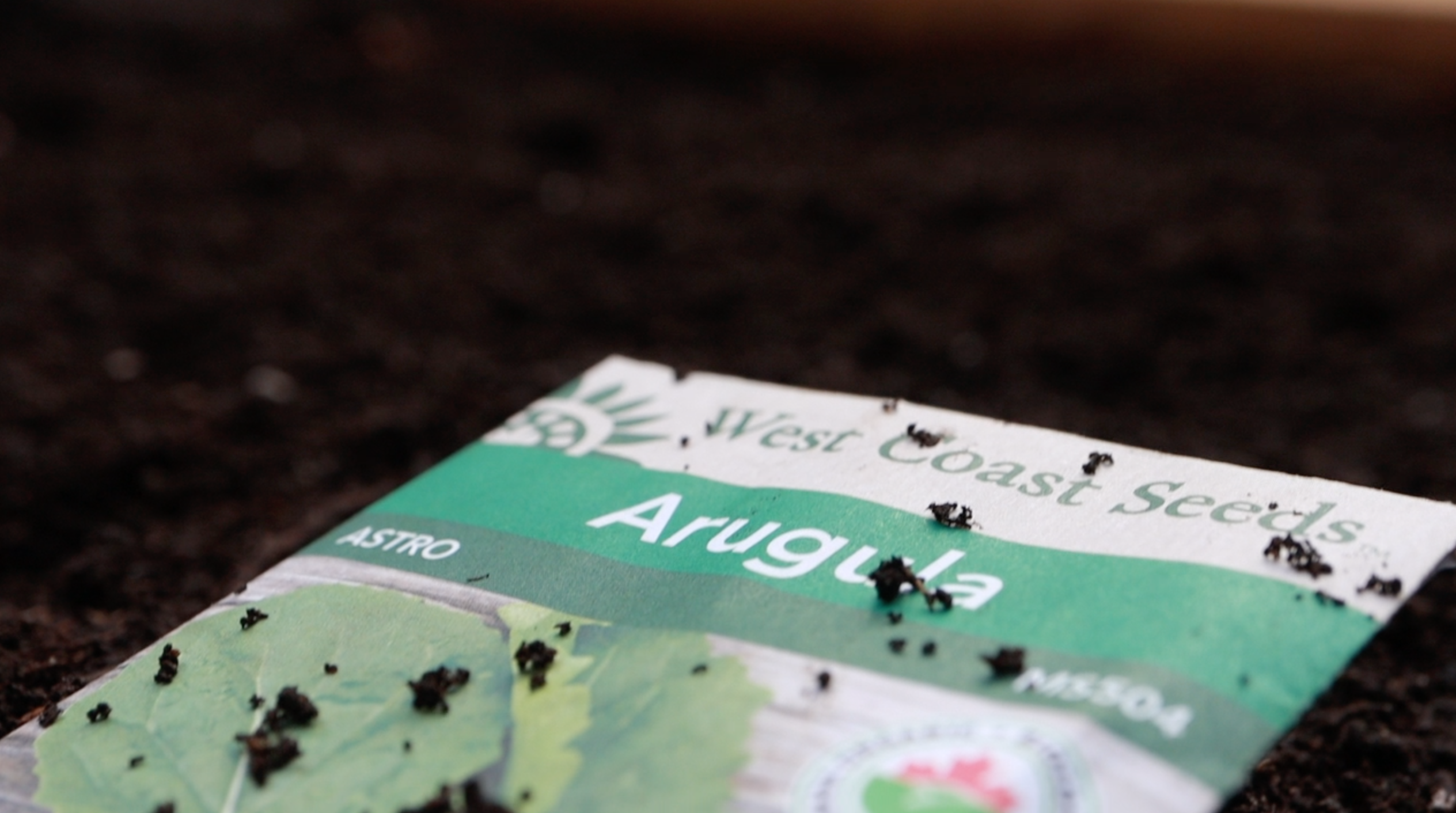 pack of arugula seeds for direct sowing