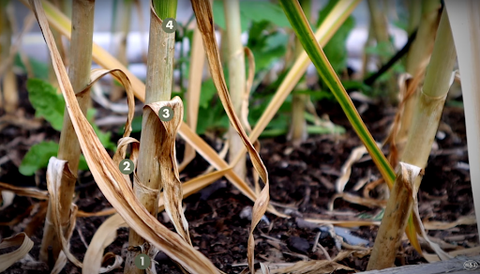 Four dead leaves at base of garlic plant, signalling it should be harvested
