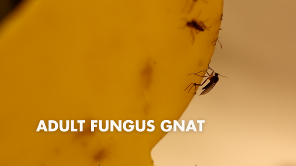 fungus gnat stuck on yellow sticky tape 