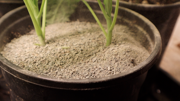 Using sand as a physical barrier against fungus gnats