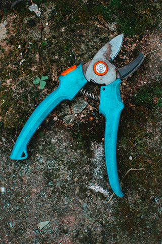 Blue pruning shears