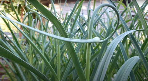 Garlic scape in a full loop, which is when it should be pruned.
