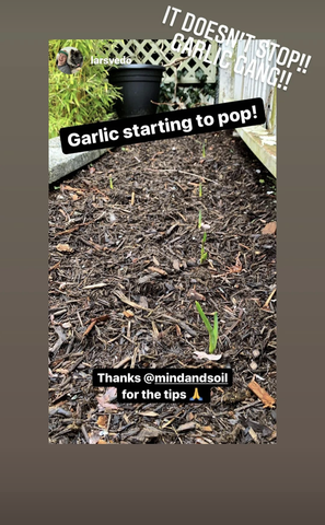 Image of Mind & Soil (Mind and Soil) customer using the Garlic Kit to successfully grow Garlic in Worm Castings