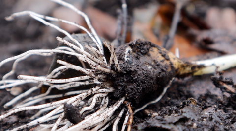 Huge garlic roots developing in worm castings